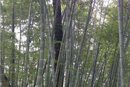 楠竹是什么意思