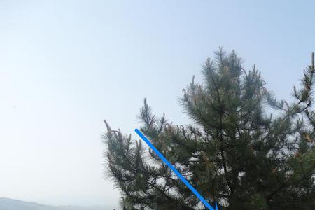 油松木材蓄积量怎么算