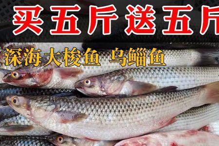 乌字开头的海鱼