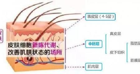 表皮的起源方式是什么