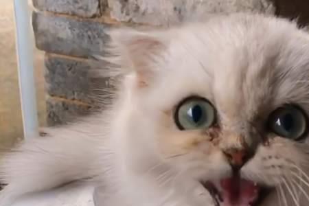 为什么一唱歌猫咪就很兴奋