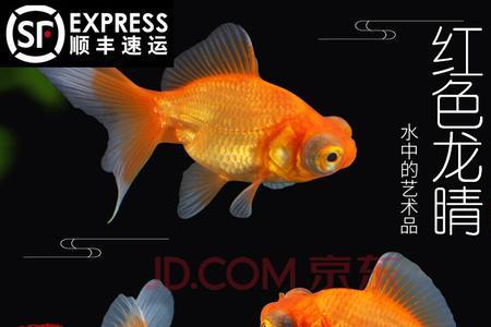 迷你金鱼品种