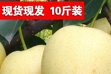 馋嘴梨和贡梨有什么区别