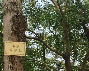 五大名树的用途