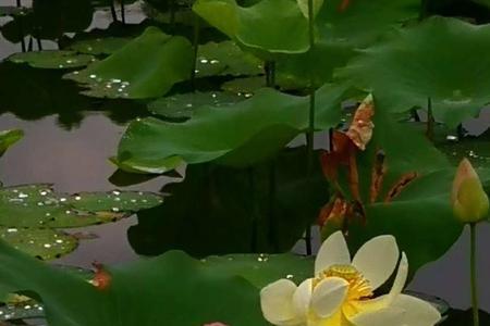 仁的平水韵