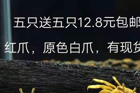 新买的迷你辣椒蟹为什么不动