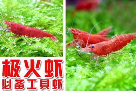 极火虾会饿死吗