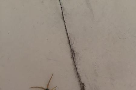 螺丝虫有毒吗
