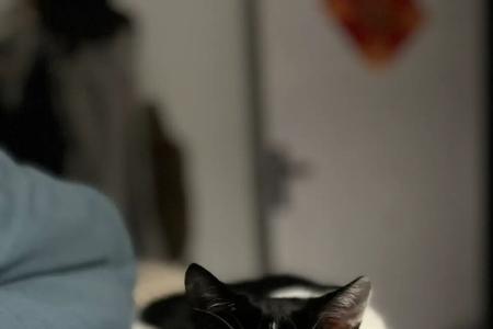 奶牛猫鱼介绍