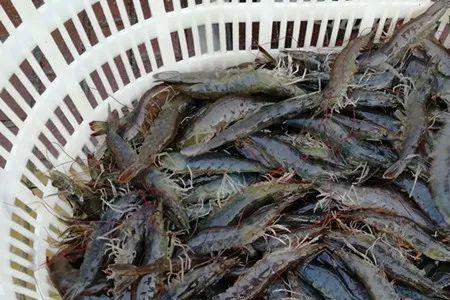 罗氏沼虾和河虾的区别