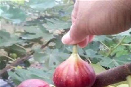 无花果黄晶果树苗有几个品种