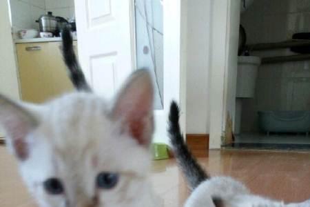 暹罗猫和虎斑猫哪个好