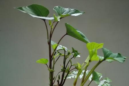 盆栽种红薯口诀