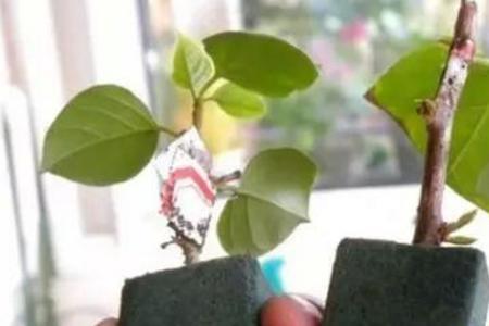 花泥养花和水养哪个好