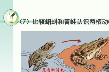 两栖类是怎样进化成爬行类的