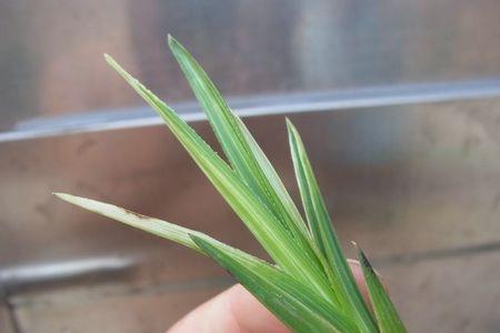 细叶蕙兰的叶形特征