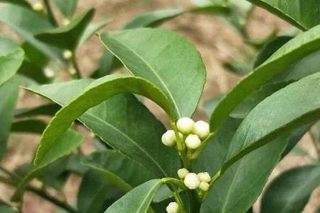沙糖桔酸砧木如何保花保果
