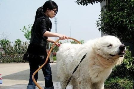 大白熊犬被哪些城市禁养