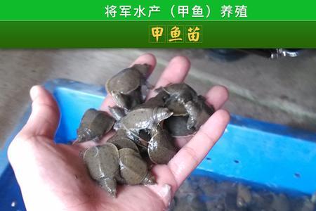 盆养甲鱼需要多深的水