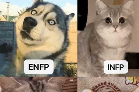 enfp为何被称为大后期人格