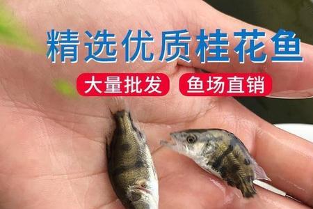 十亩鱼塘能养多少桂鱼