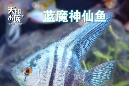 埃及神仙鱼和蓝魔的区别