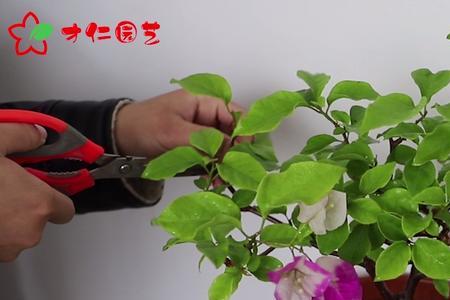 三叶梅光长叶不开花是怎么回事