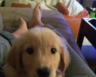 闲鱼上金毛幼犬300一只靠谱吗