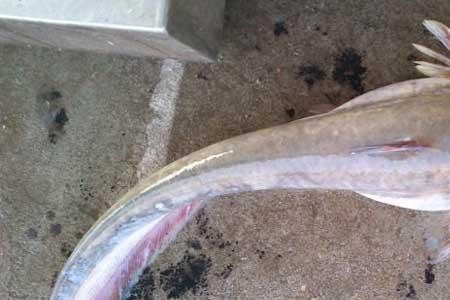 鲶鱼肠子可以吃吗