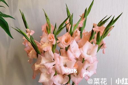 进口剑兰与本地剑兰的差别