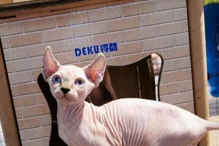 无毛猫为什么没有胡须