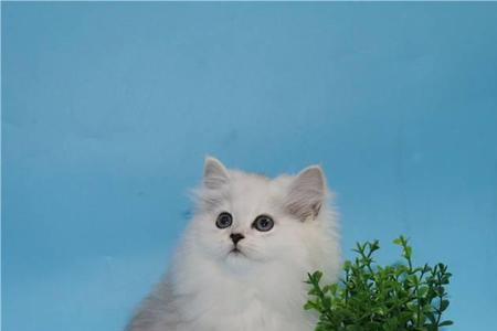 金吉拉猫蓝色要怎么养