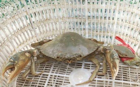 田蟹和青蟹哪个贵