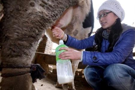 纯牛奶和奶牛有什么区别