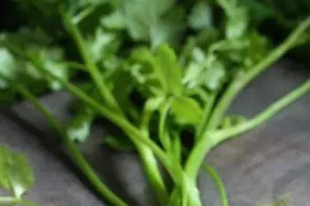 香菜根怎么储存