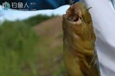 白天能钓牛尾巴吗