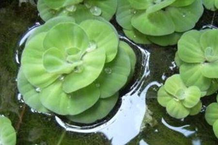 水芙蓉被龟啃了还会活吗