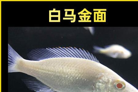 大马鲷观赏鱼怎么养