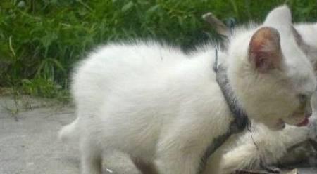 为什么养猫要用绳子拴住了