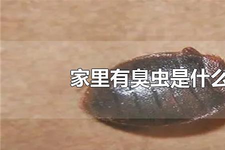 为什么一到夏天家里全是臭虫