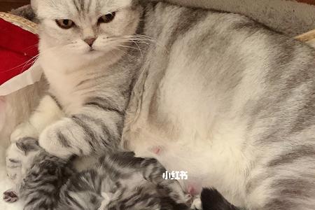 猫生产时包衣没出来怎么办