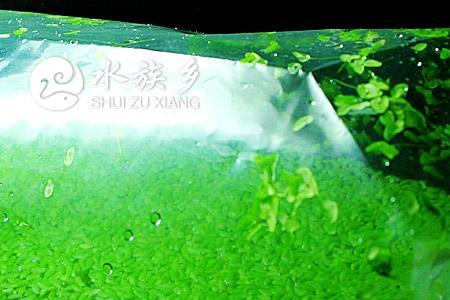 虾泥可以种植水草么