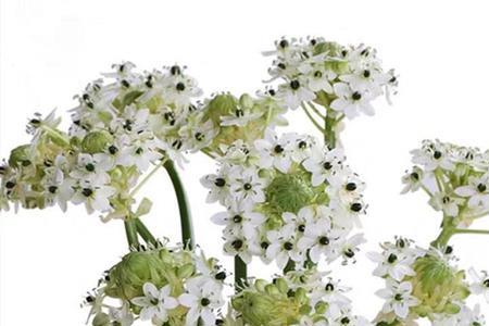 天鹅绒花怎么养