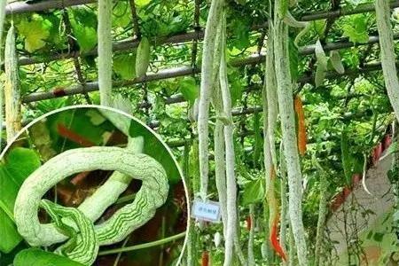 吃不完的蛇豆保存方法