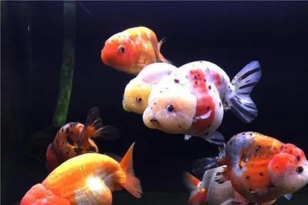 兰寿入缸需要注意哪些
