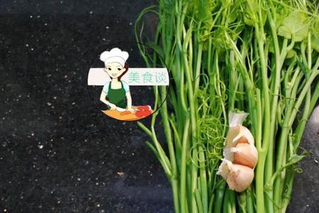 专摘南瓜尖芽的是哪个品种南瓜