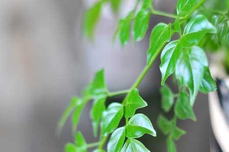 驱蚊树掉叶子什么原因