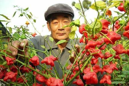 菜椒耐阴吗