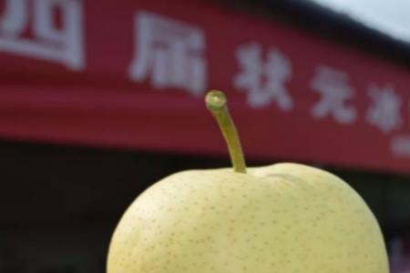 冰糖梨成熟时间