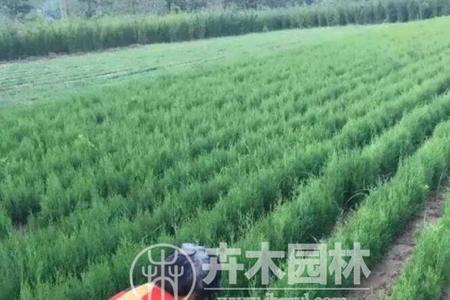 1平方米有多少株苗木如何计算